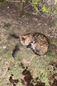 Sitede kürekli dehşet: 3 yavru kedi öldü