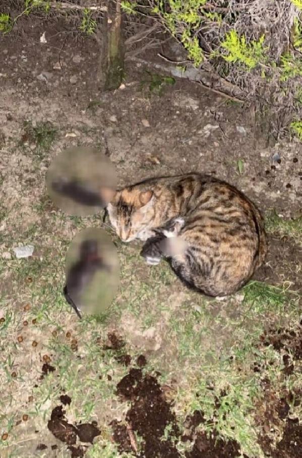 Sitede kürekli dehşet: 3 yavru kedi öldü
